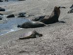 Galapagos (Mar 2009) - Day 09 - 244
